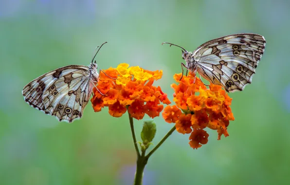 Picture flower, butterfly, pair, mastropasqua Galatea