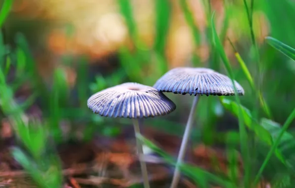 Picture background, mushrooms, toadstool