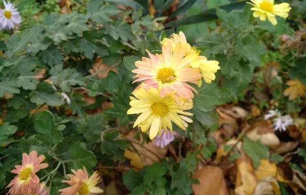 Picture Autumn, Fall, Foliage, Autumn, Leaves, Yellow flowers, Yellow flowers