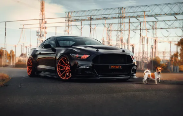 Picture Mustang, Ford, dog