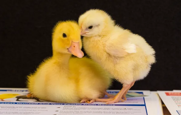 Picture background, a couple, duck, chicken, Chicks