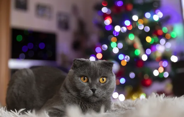 Picture cat, new year, tree garland lights