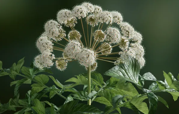 Picture flower, plant, Angelica