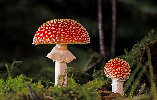 Picture forest, mushrooms, Amanita, a couple