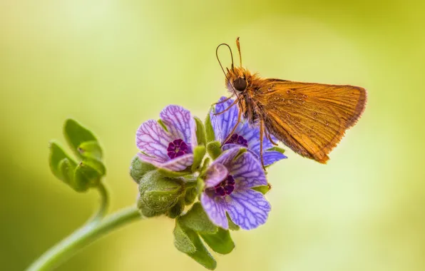 Picture flower, butterfly, skipper Actaeon
