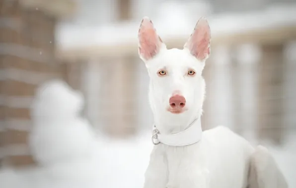 Picture winter, look, face, snow, nature, portrait, dog, white, light background, bokeh