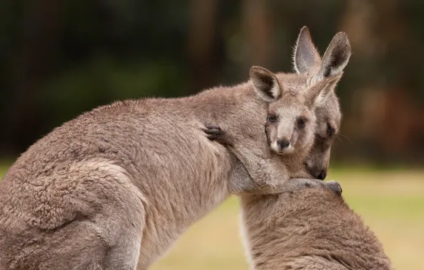 Picture Australia, kangaroo, marsupials