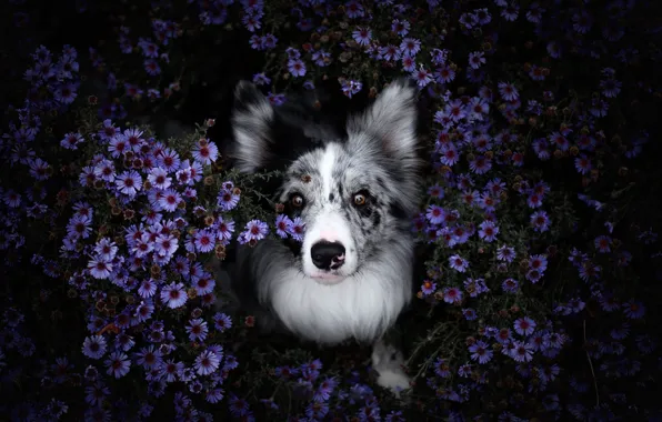Picture summer, look, face, flowers, nature, the dark background, portrait, dog, purple, view, the border collie