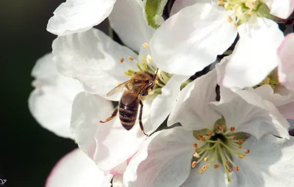 Picture flower, apple tree, Bee