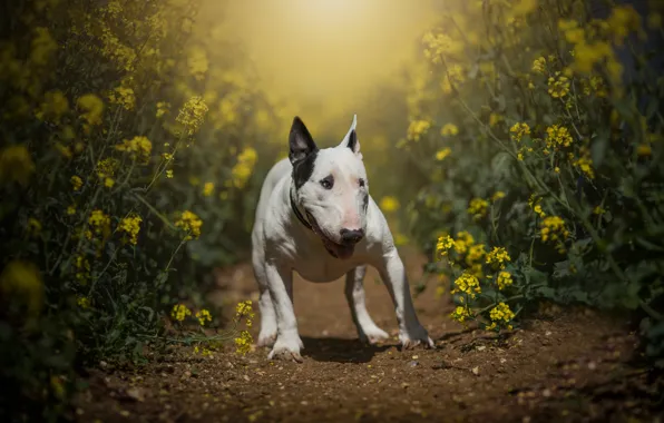 Picture field, summer, face, light, flowers, nature, pose, dog, paws, yellow, walk, path, bull Terrier, rape, …