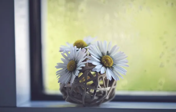 Picture flowers, chamomile, window