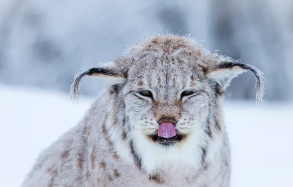 Picture winter, language, cat, face, snow, background, snow, portrait, ears, lynx, snowfall, wild, brush