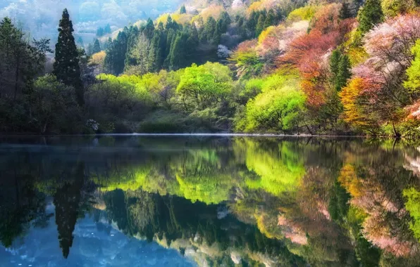 Picture trees, nature, lake, spring, South Korea, South Korea, Jeollanam-do, Jeollanam-do, The Republic of Korea, Hwasun, …