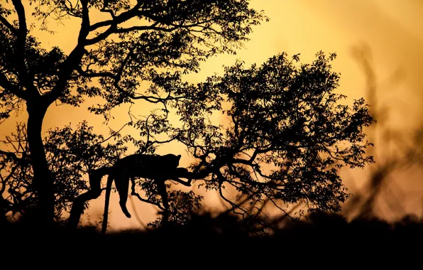 Picture sunset, branches, tree, the evening, silhouette, leopard
