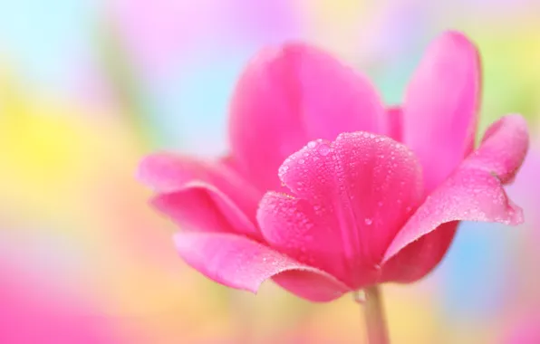 Picture flower, macro, Tulip