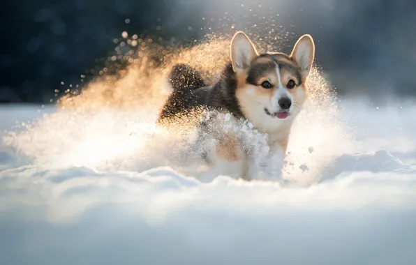 Picture winter, snow, dog, walk, doggie, Welsh Corgi, Svetlana Pisareva
