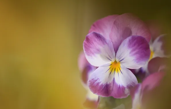 Picture macro, background, Pansy, Viola tricolor