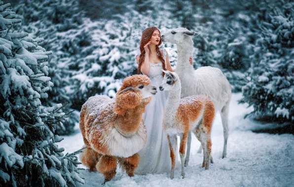 Picture winter, forest, animals, girl, snow, red, redhead, Lama, closed eyes, Alpaca, Александра Савенкова
