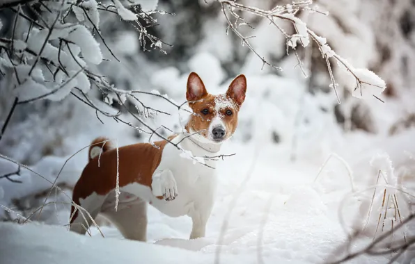 Picture winter, look, snow, branches, dog, Natalia Ponikarova, Африканская нелающая собака, Басенджи