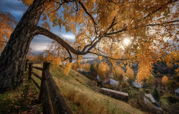 Picture autumn, the sun, rays, landscape, nature, the city, tree, home, slope, the fence, Plyos, Andrei