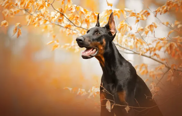 Picture autumn, face, branches, dog, Doberman