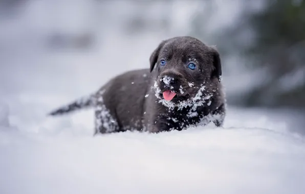 Picture winter, language, look, snow, portrait, dog, baby, the snow, puppy, walk, face, brown, chocolate, Retriever, …