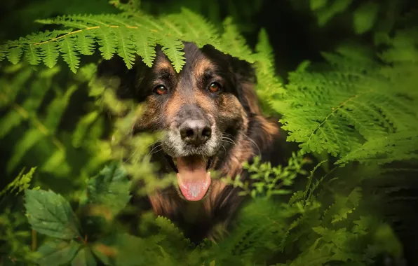 Picture each, dog, fern