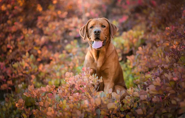 Picture autumn, language, look, face, leaves, branches, nature, pose, background, foliage, portrait, dog, Labrador, brown, Retriever