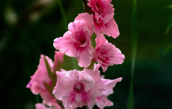 Picture macro, pink, Gladiolus