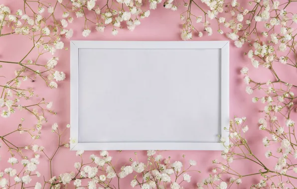 Picture flowers, white, white, pink background, pink, flowers, background, tender, frame, floral