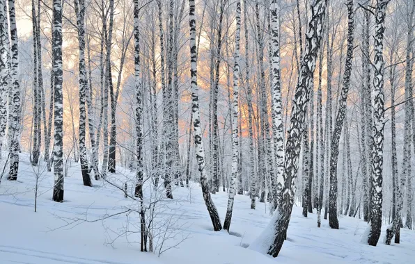 Picture forest, trees, winter, snow