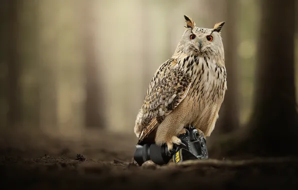 Picture owl, bird, the camera, bokeh, owl