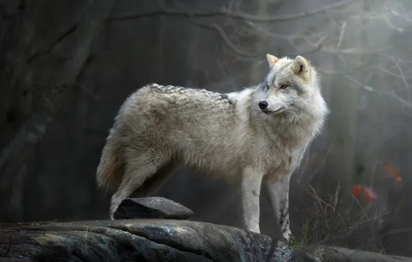 Picture forest, wolf, predator