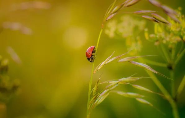 Picture macro, nature, ladybug, beetle, insect, a blade of grass, bokeh