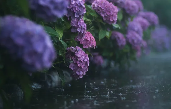 Picture rain, Flowers, hydrangea