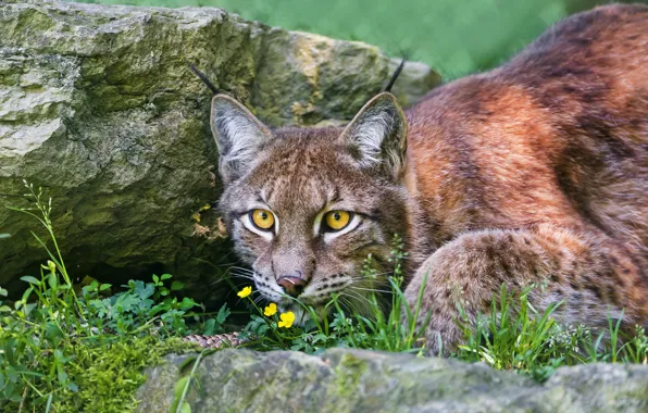 Picture greens, cat, summer, grass, look, face, flowers, nature, pose, background, stone, portrait, lynx, wild cat, …