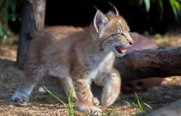 Picture baby, cub, kitty, lynx, wild cat, a small lynx, Oleg Bogdanov