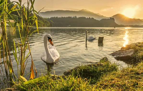 Picture swan, river, landscape, sunset, lake, dawn