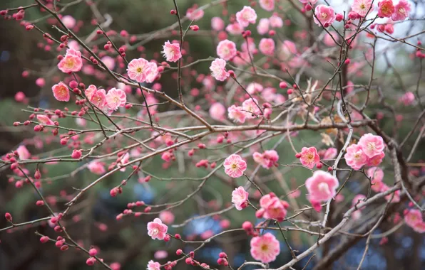 Picture branches, nature, Park, spring, Japan, Sakura, flowering, Shinjuku gyoen