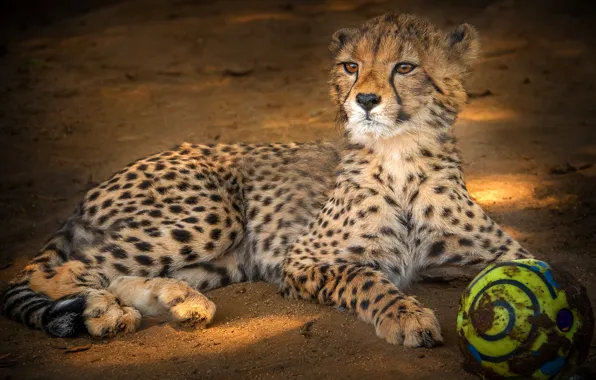 Picture look, face, pose, background, the ball, baby, Cheetah, lies, cub, wild cat