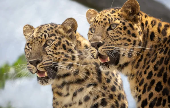 Picture wild cats, a couple, leopards, muzzle, twins