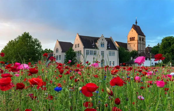 Picture flowers, Maki, Germany, meadow, Church, Lake Constance, the island of Reichenau, Munster St. Maria and …