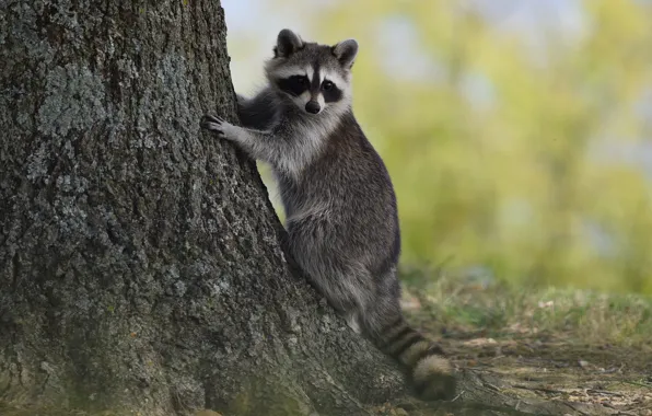 Picture pose, background, tree, raccoon, bark