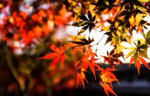 Picture autumn, leaves, colorful, maple, autumn, leaves, autumn, maple