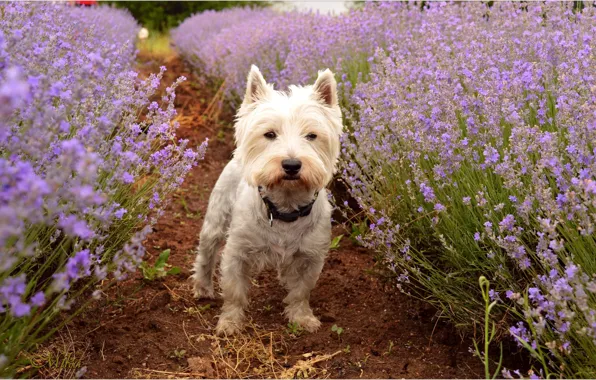 Picture Dog, Lavender, Lavender, The West highland white Terrier