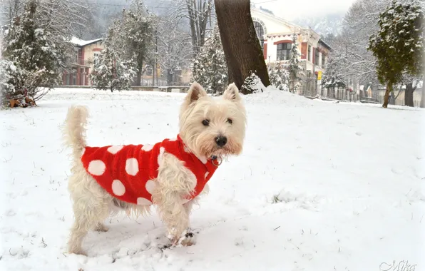 Picture Winter, Snow, Dog, Dog, Winter, Snow, The West highland white Terrier