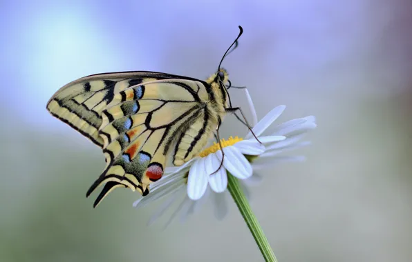 Picture flower, butterfly, bokeh, swallowtail
