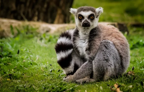 Picture grass, look, lemur, A ring-tailed lemur, Katta