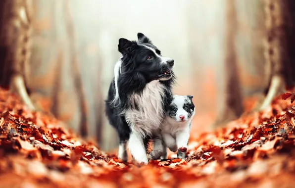 Picture autumn, dogs, leaves, puppy, bokeh, The border collie