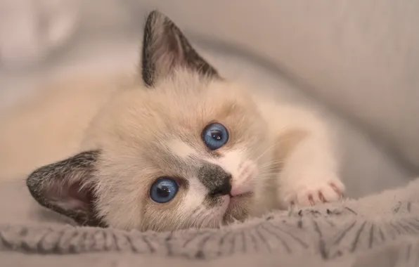Picture look, baby, muzzle, kitty, blue eyes